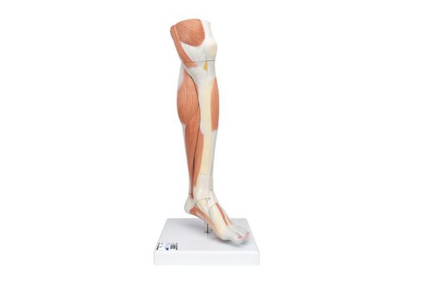 model mięśnia dolnego nogi w rozmiarze rzeczywistym z odłączanym kolanem, 3 części - 3b smart anatomy - 1000353 [m22] 3b scientific modele anatomiczne 2